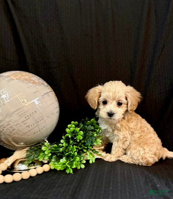 Lhasapoo dogs Holly - Ad 7