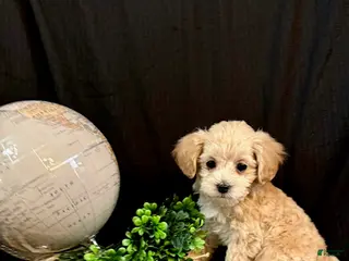 Lhasapoo dogs Holly - Ad 7