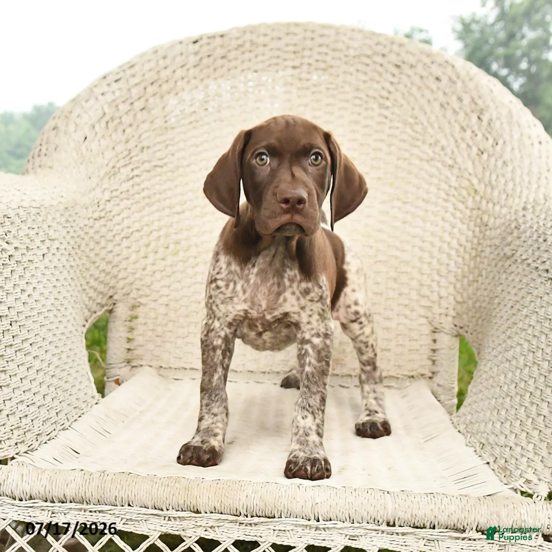 German Shorthaired Pointer dogs for sale: Dusty - Ad 1