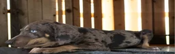 Catahoula Leopard Dog dogs for sale: Tracy II 2026 Male 2 - Ad 3