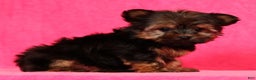 Yorkshire Terrier dogs for sale: Jody - Ad 5