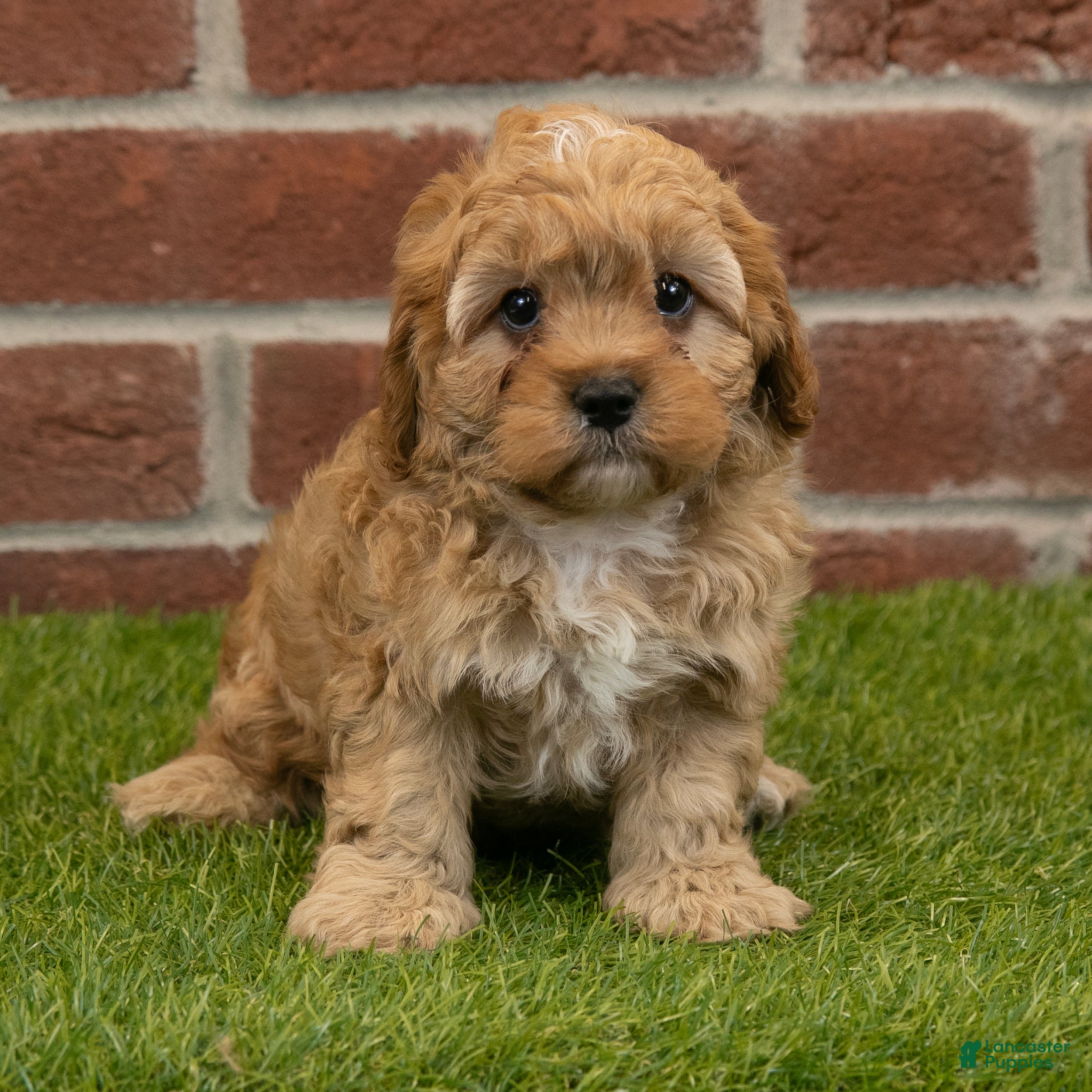 Cavapoo dogs Baxter - Ad 2
