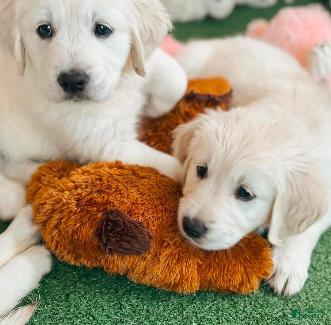 Golden Retriever dogs for sale: Golden Retriever Rossy - Ad 3