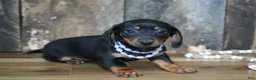 Miniature Dachshund dogs for sale: Prudy - Ad 1