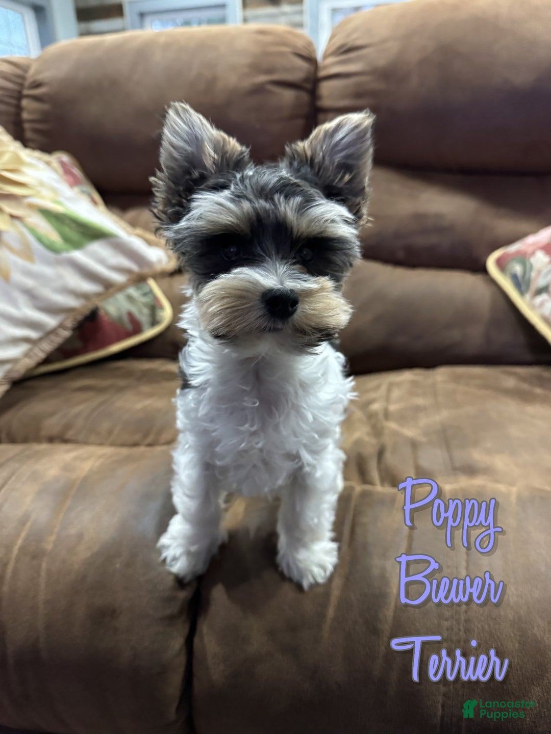 Yorkshire Terrier dogs for sale: Poppy - Ad 1