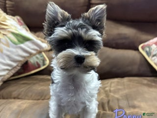 Yorkshire Terrier dogs Poppy - Ad 4