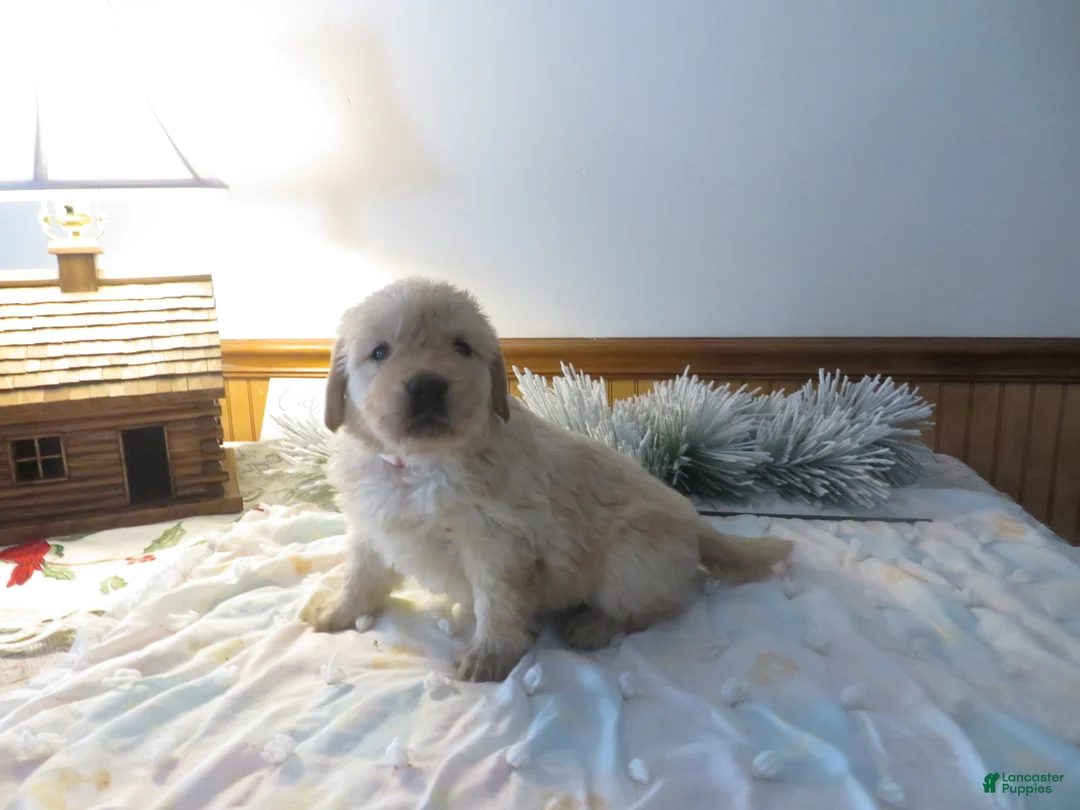 Golden Retriever dogs for sale: ANGEL GIRL - CHAMPION LINE - Ad 3