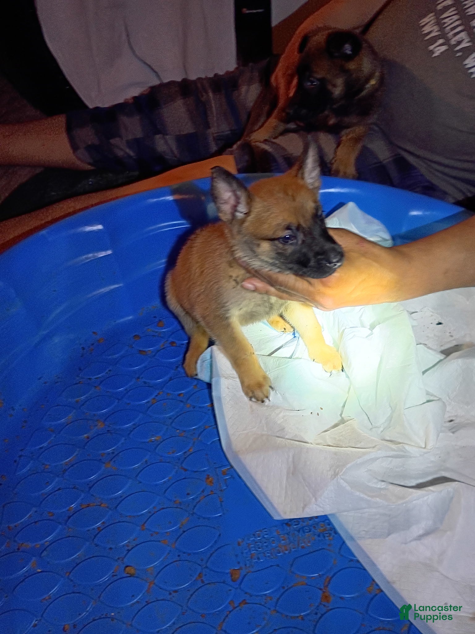 Mixed Breed dogs Mixed Breed 2 - Ad 19