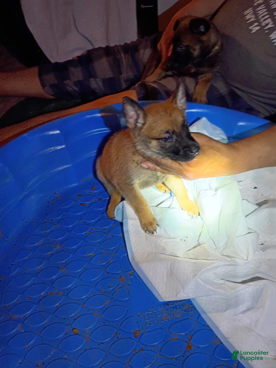 Mixed Breed dogs for sale: Mixed Breed 2 - Ad 1