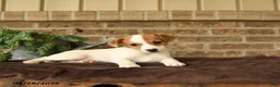 Jack Russell Terrier dogs for sale: Ritta - Ad 3