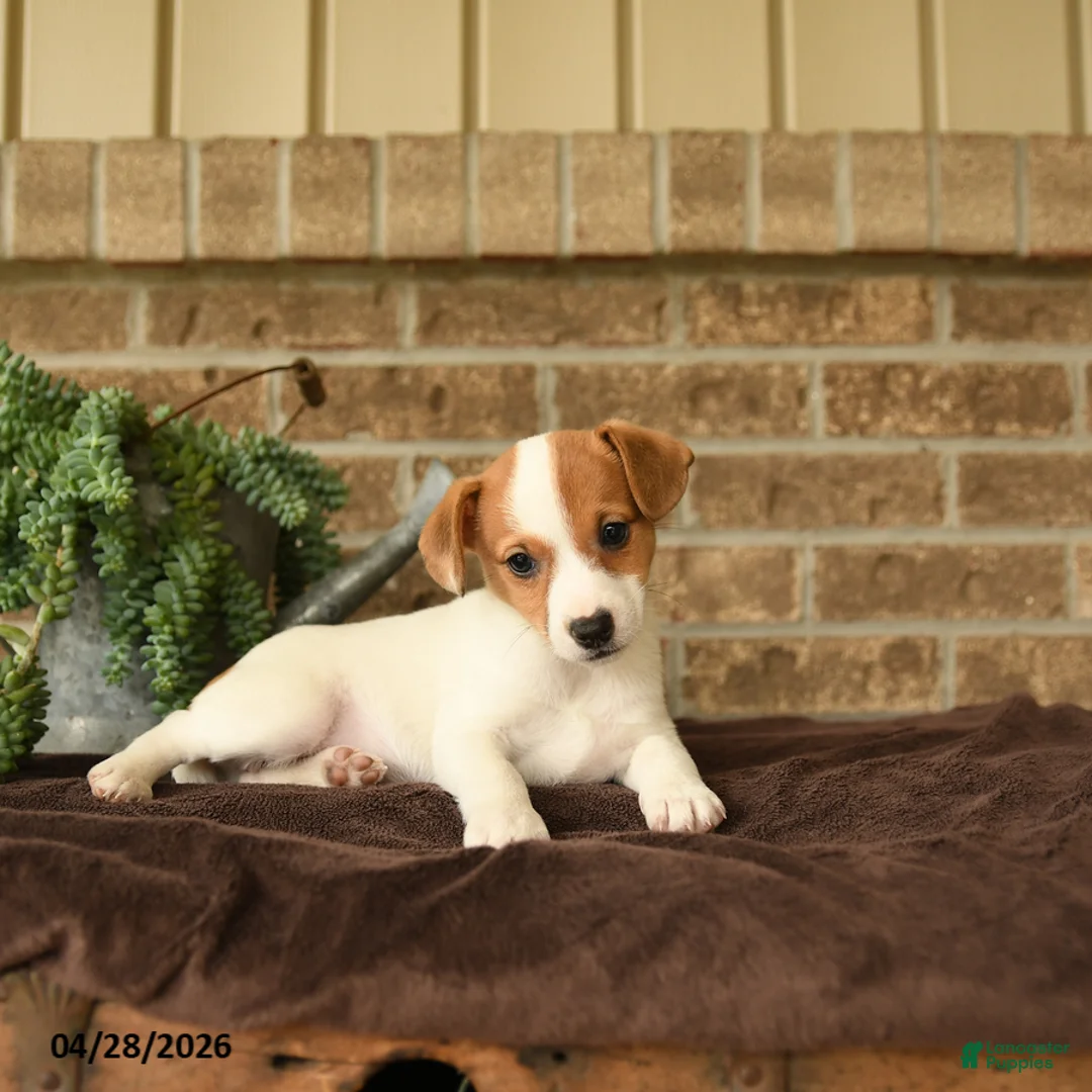 Jack Russell Terrier dogs for sale: Ritta - Ad 3