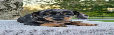 Pepper
