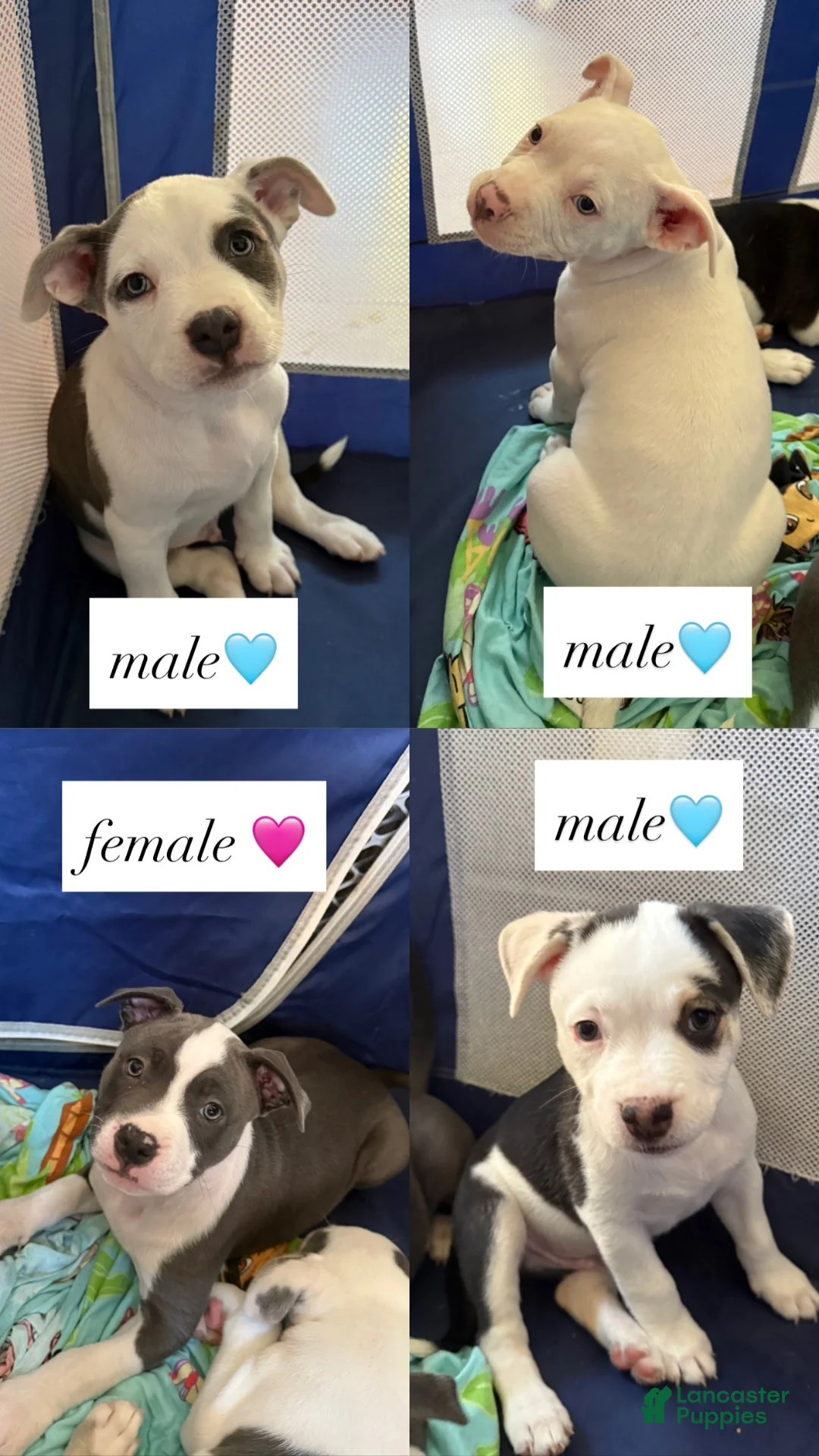American Pit Bull Terrier dogs for sale: American Pit Bull Terrier 3 - Ad 3