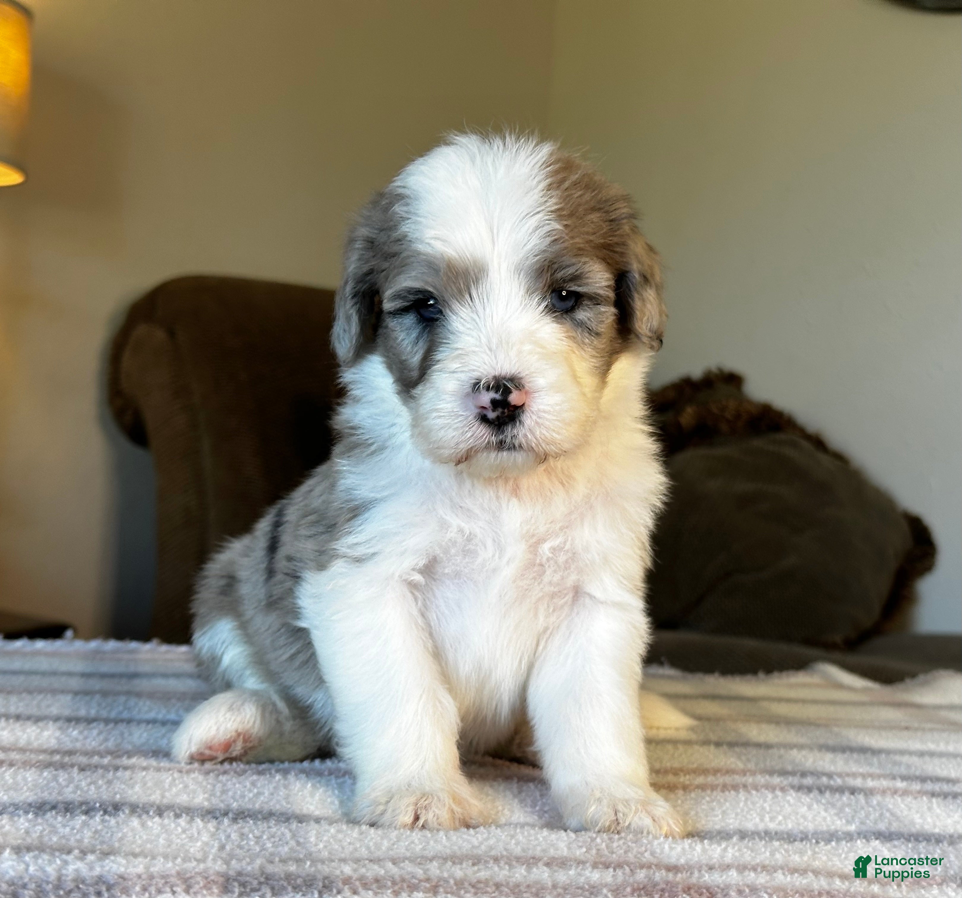 Sheepadoodle dogs Merle Male 5 - Ad 1