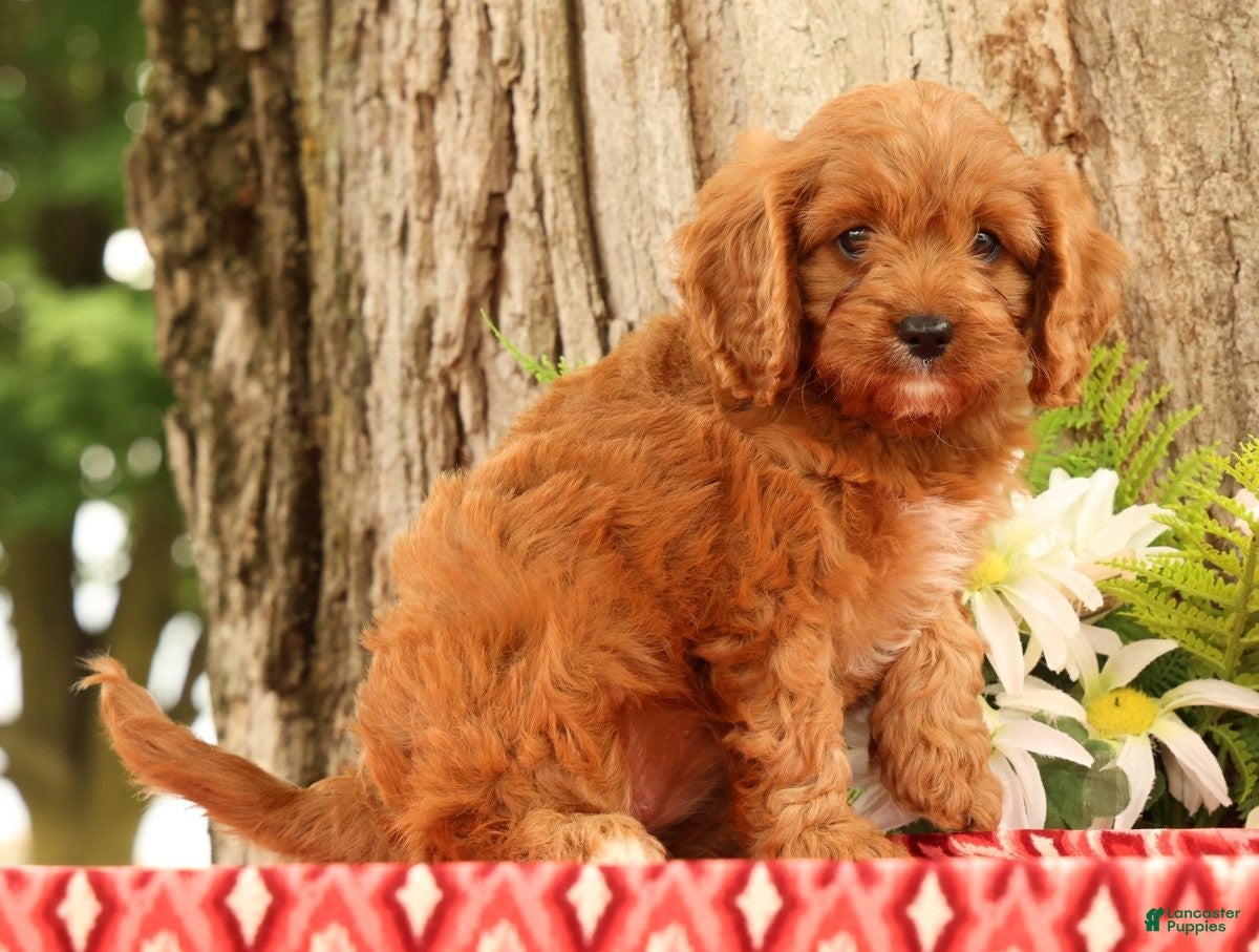 Cavapoo dogs Jody - Ad 2