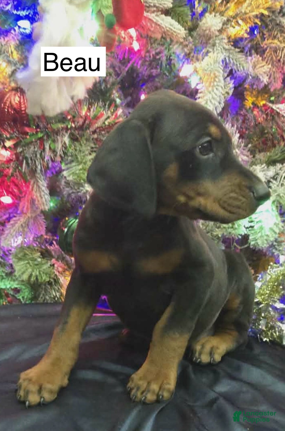 Doberman Pinscher dogs for sale: Beau - Ad 5