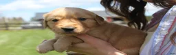 Golden Retriever dogs for sale: Eclair  - Ad 4
