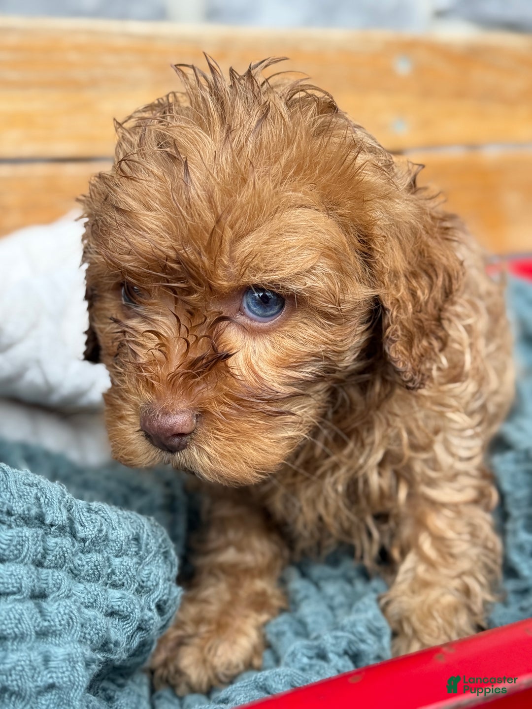 Cavapoo dogs for sale: Angelina - Ad 4