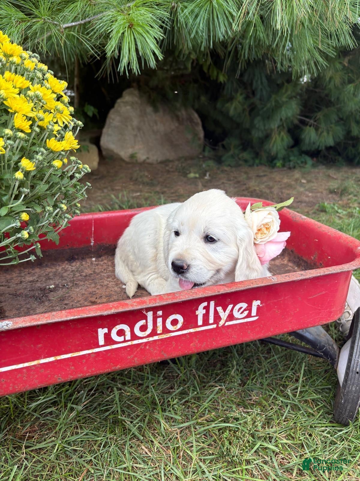 Golden Retriever dogs Rosie - Ad 1