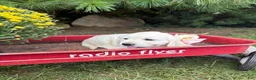 Golden Retriever dogs for sale: Rosie - Ad 1