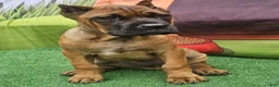 Cane Corso dogs for sale: MILO - Ad 12