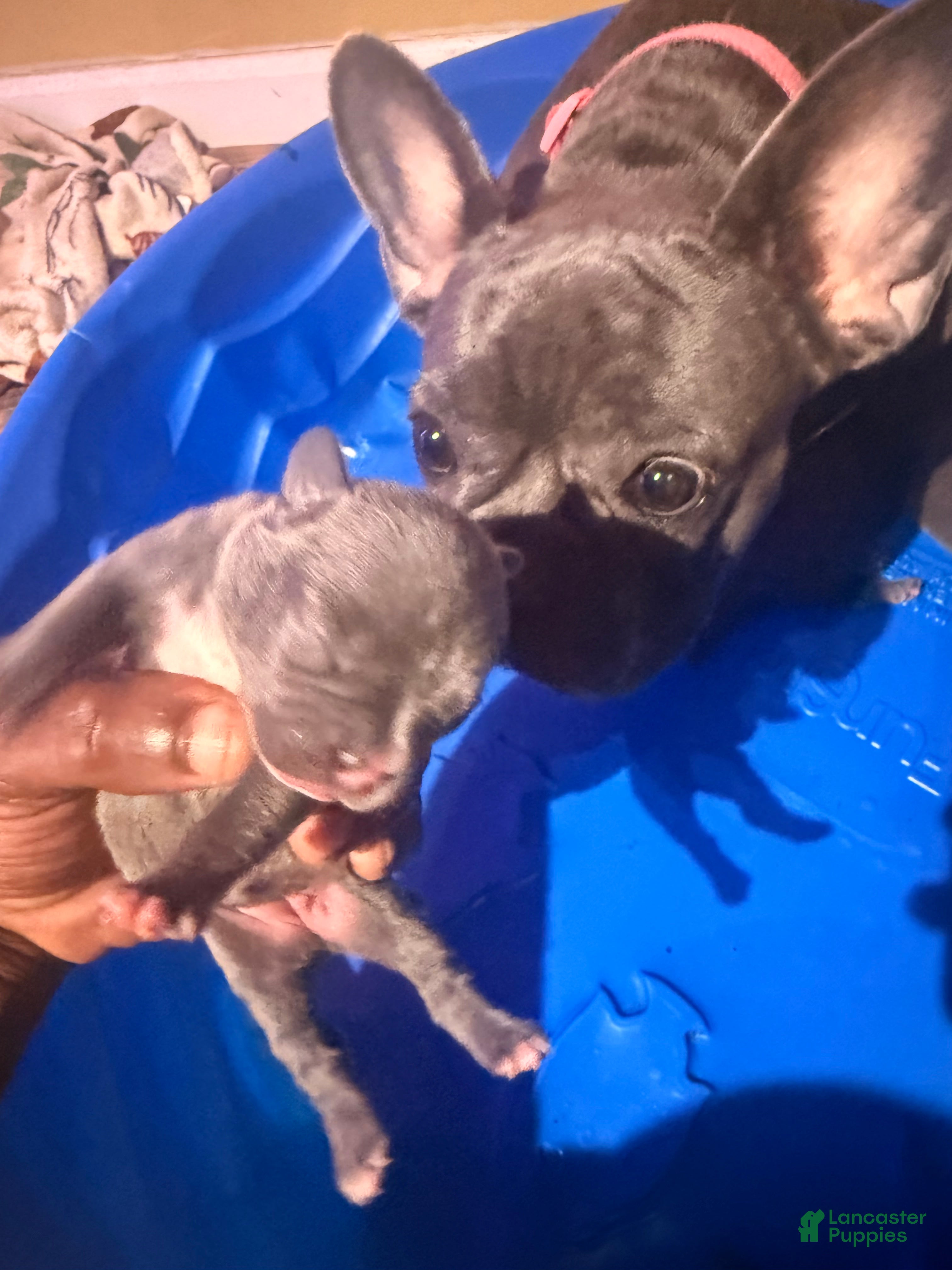 Mixed Breed dogs for sale: Mixed Breed 2 - Ad 3