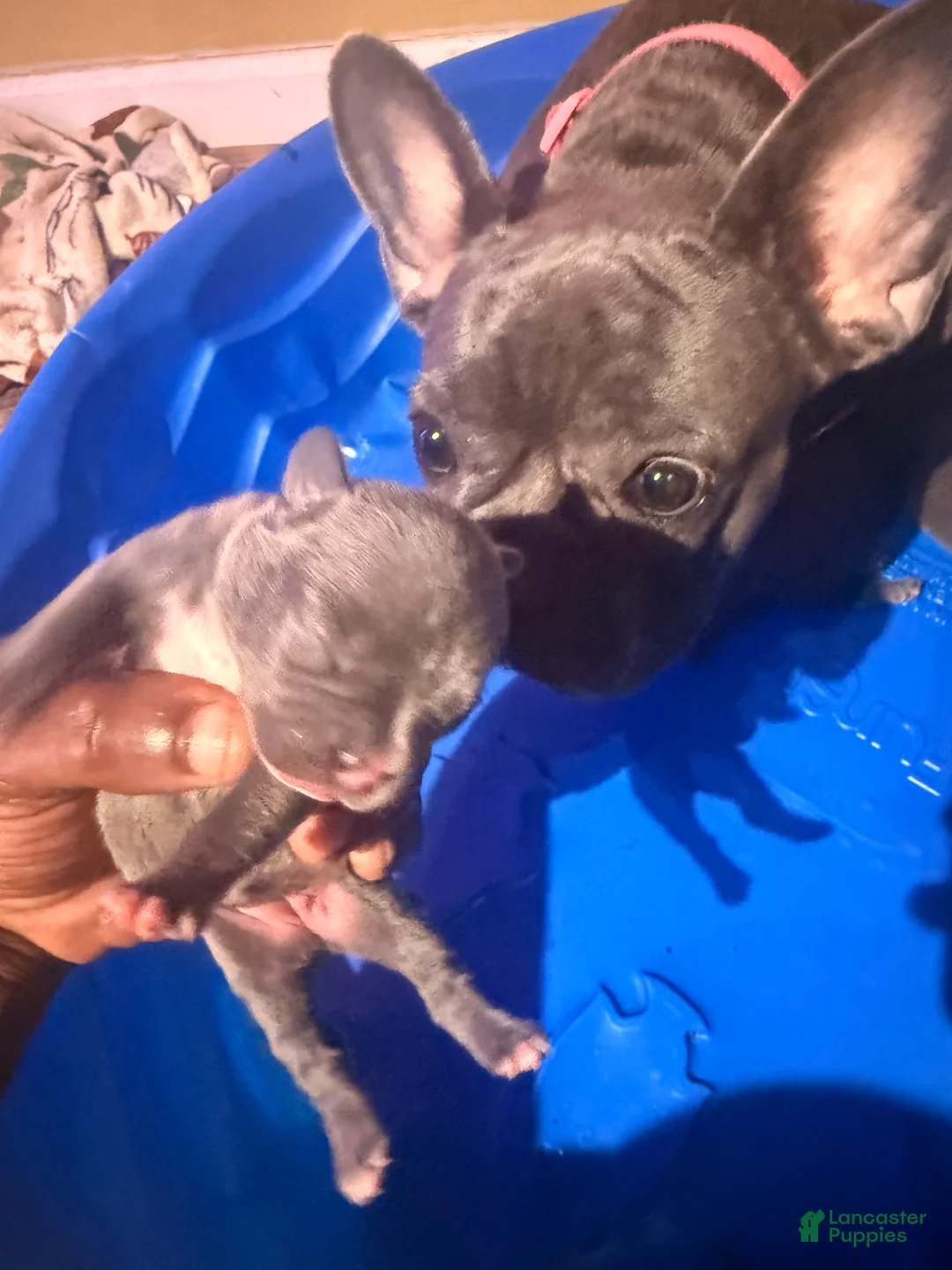 Mixed Breed dogs for sale: Mixed Breed 2 - Ad 1