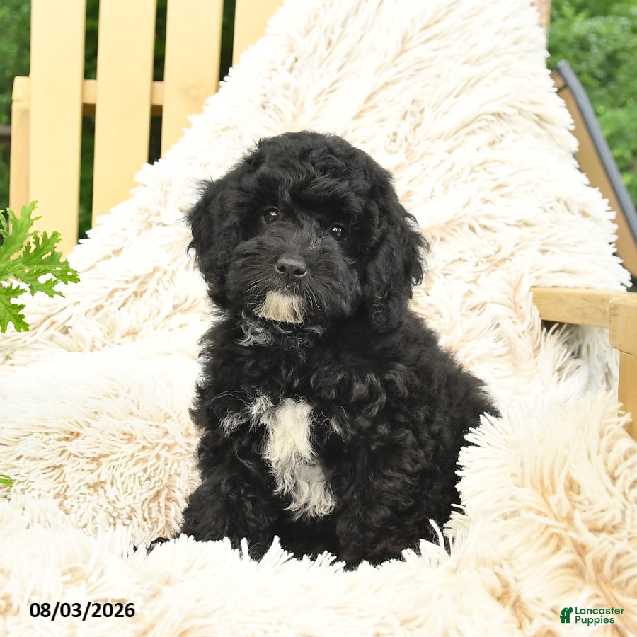 Mini Goldendoodle dogs Josie - Ad 1