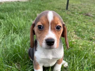 Beagle dogs Ramsey - Ad 36