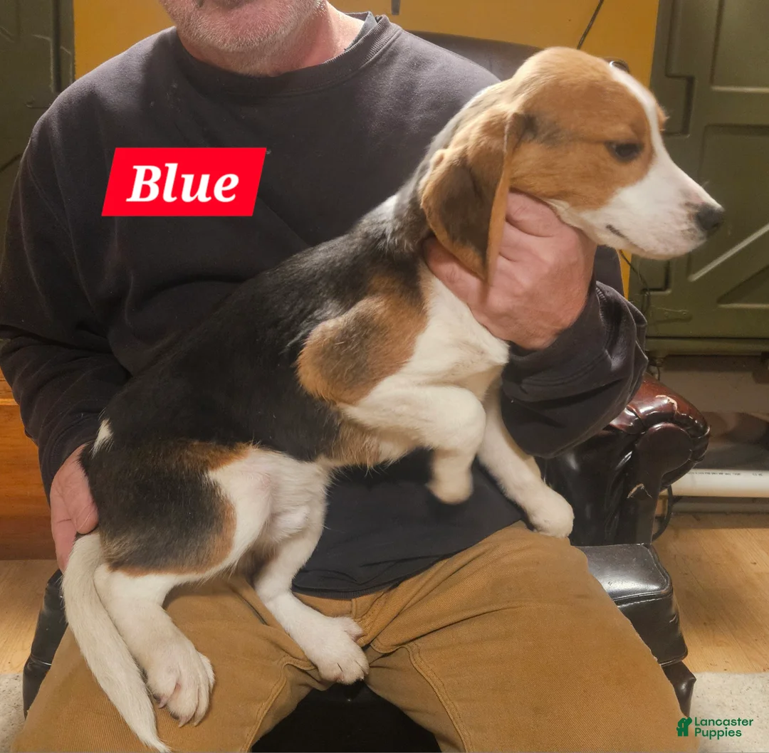 Beagle dogs for sale: Blue - Ad 1