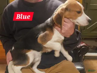 Beagle dogs Blue - Ad 26
