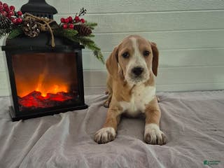 Mixed Breed dogs Hadassah - Ad 2