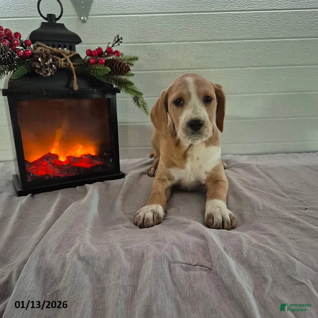 Mixed Breed dogs for sale: Hadassah - Ad 1