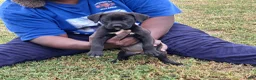Mixed Breed dogs for sale: Rocky  - Ad 1