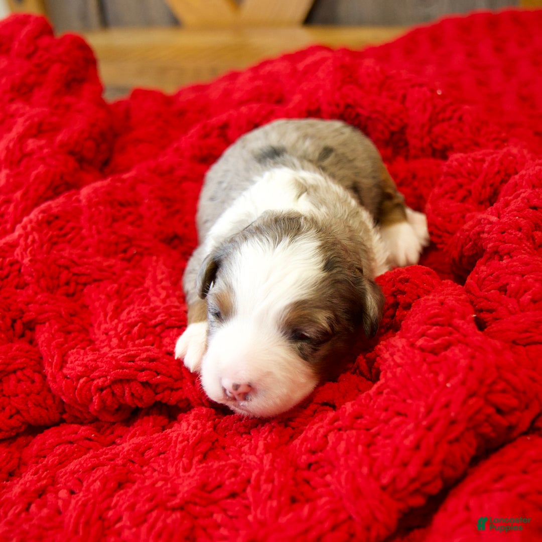 Mini Bernedoodle dogs for sale: Holly Girl - Ad 13