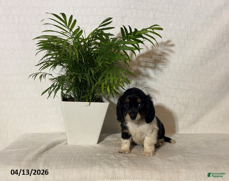 Miniature Dachshund dogs Ashley - Ad 2