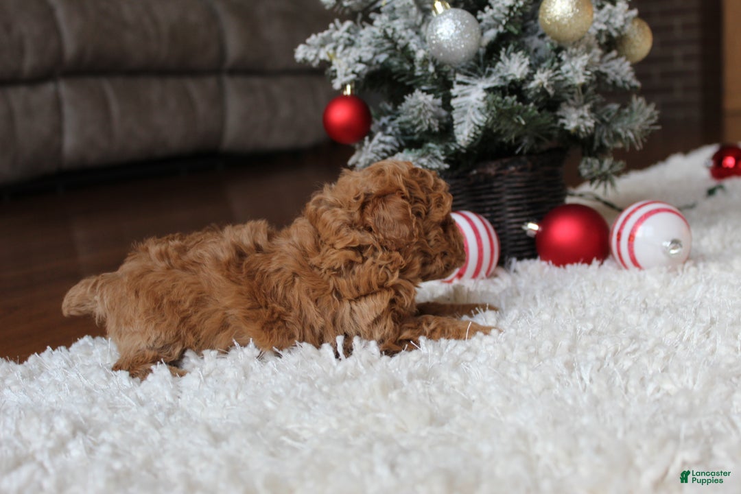 Toy Poodle dogs for sale: Camelia - Ad 4