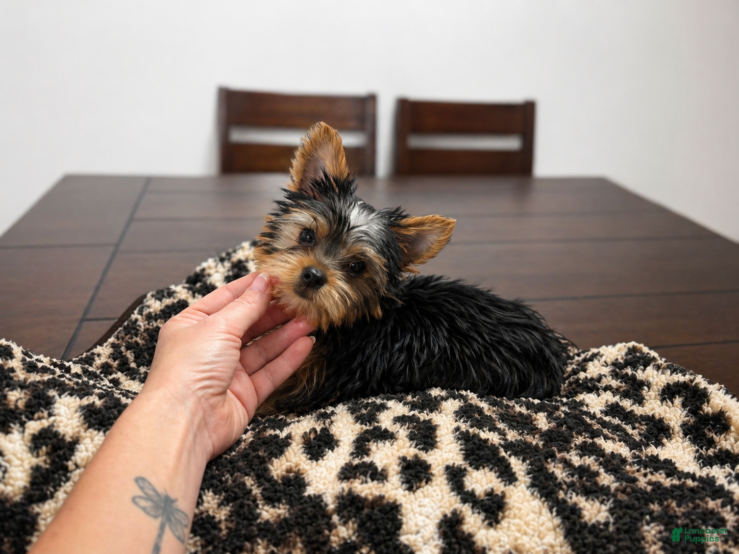 Yorkshire Terrier dogs Winnie - Ad 2