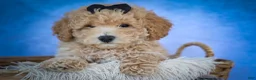 Bichpoo dogs for sale: Nova💕 - Ad 16