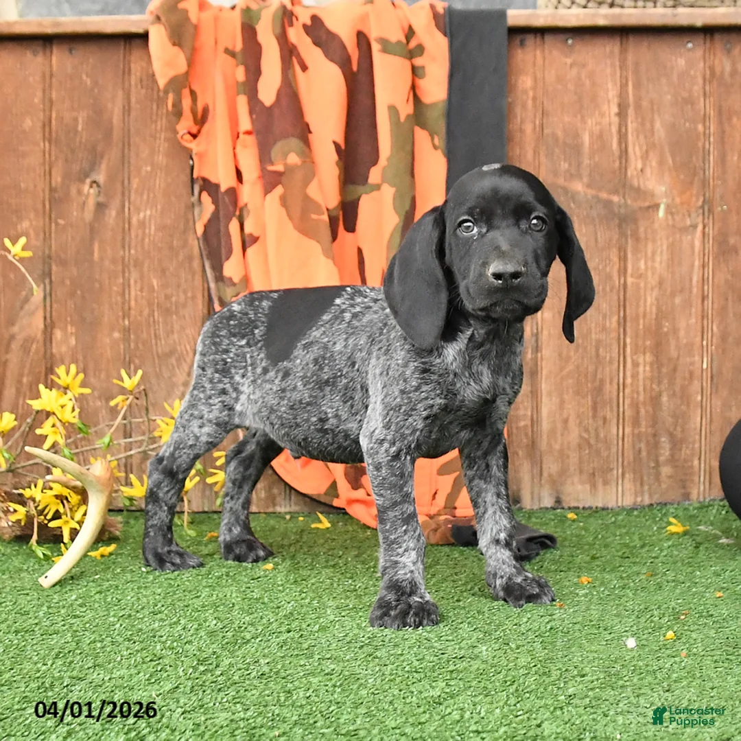 German Shorthaired Pointer dogs for sale: Loyal - Ad 1