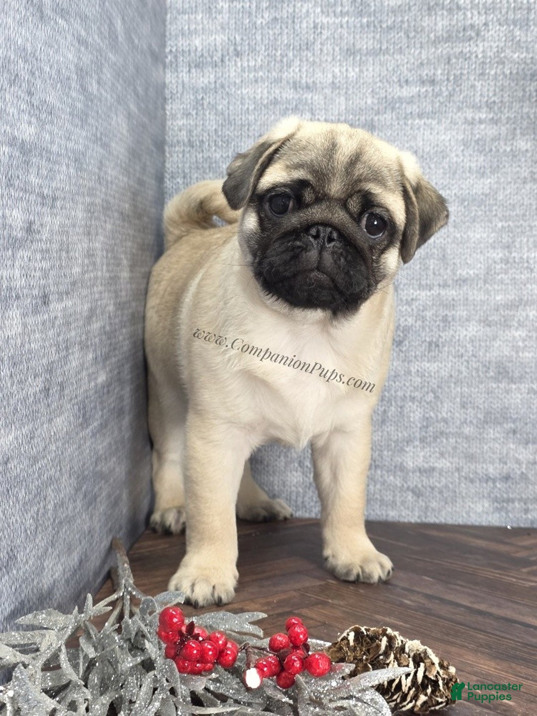 Pug dogs for sale: Best Friend for Life - Brady- Memoriable Christmas Puppy! - Ad 12