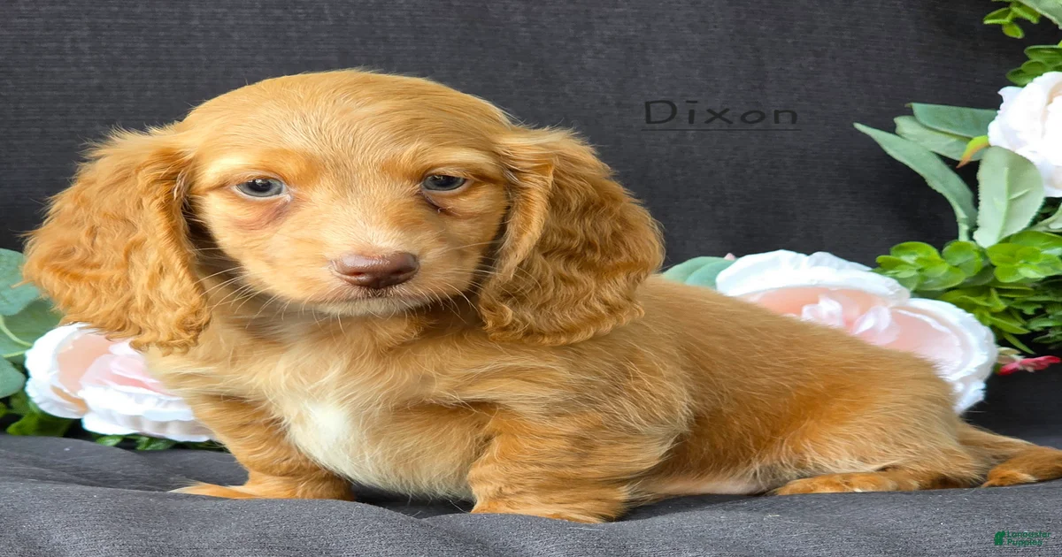 Dixon Miniature Dachshund for sale in Penn Yan | Lancaster Puppies