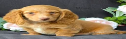 Miniature Dachshund dogs for sale: Dixon - Ad 1