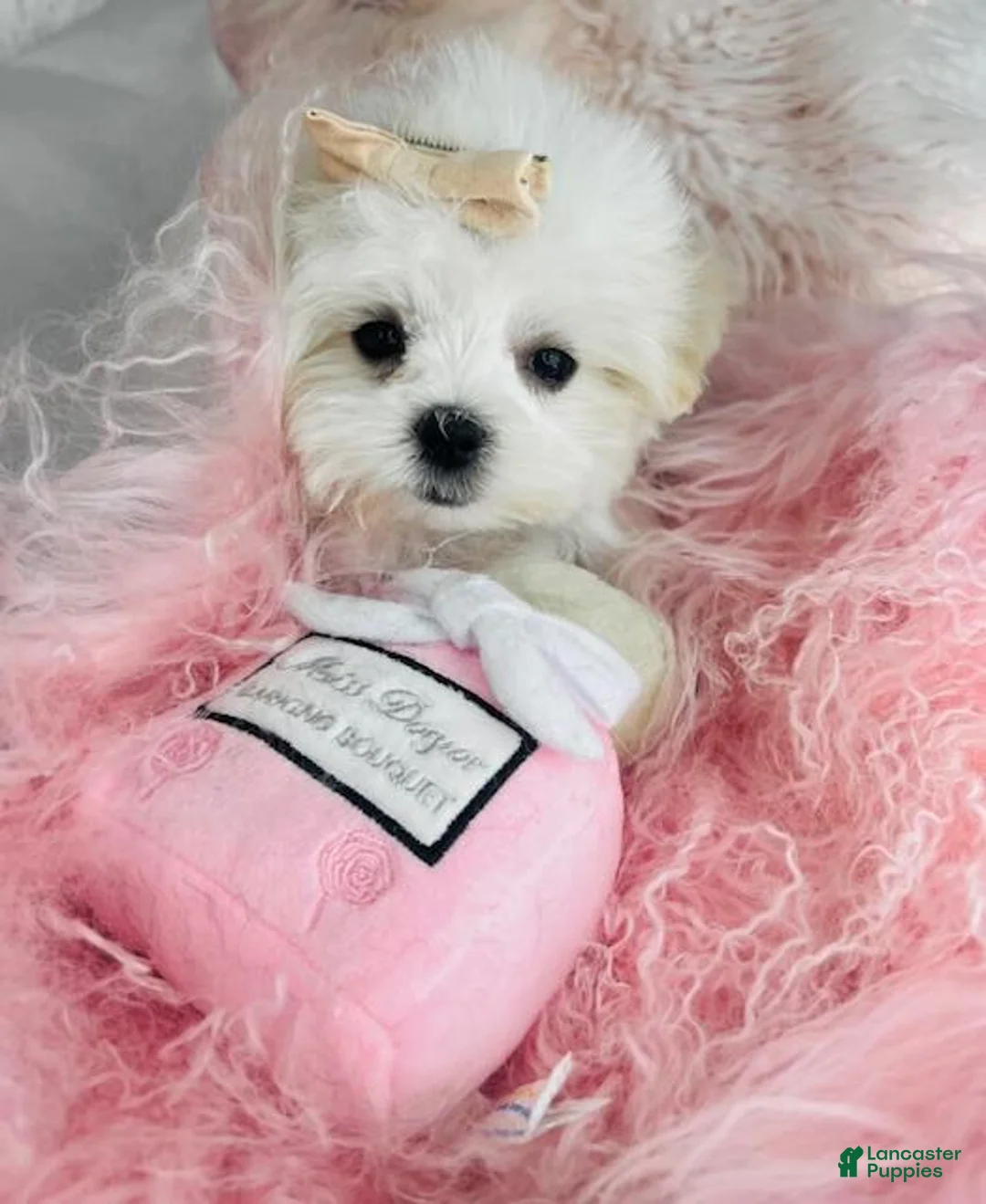 Maltese dogs for sale: Maltese Puppy 1 - Ad 2