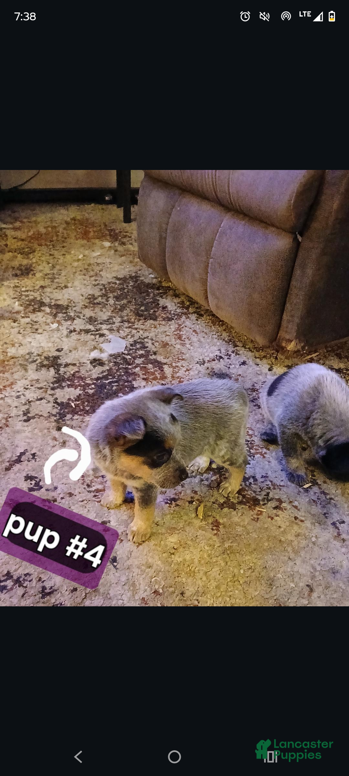 Australian Cattle Dog dogs Australian Cattle Dog Puppy 3 - Ad 2