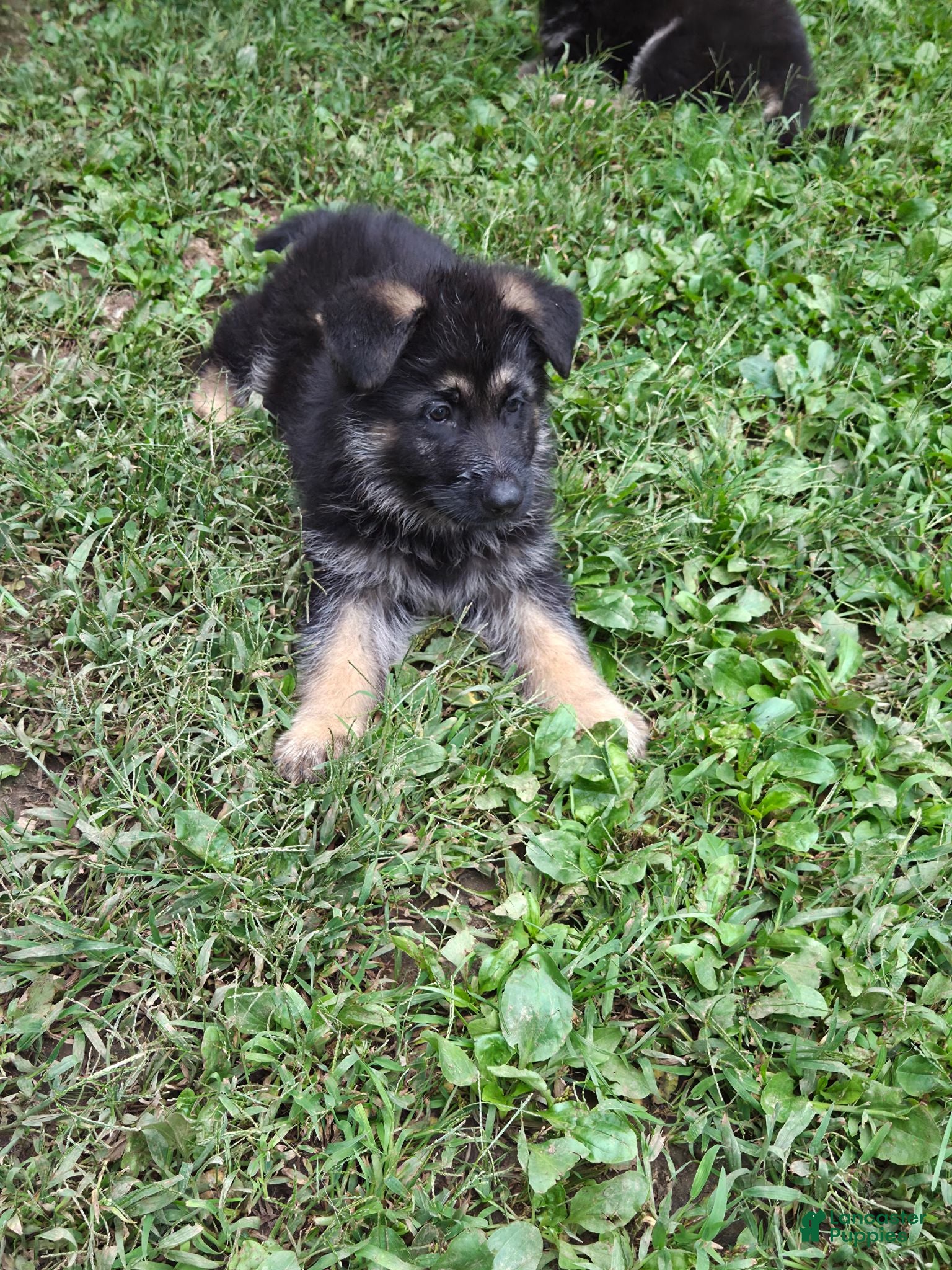 German Shepherd dogs German Shepherd 2 - Ad 1