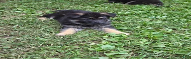 German Shepherd 2