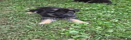German Shepherd dogs for sale: German Shepherd 2 - Ad 1