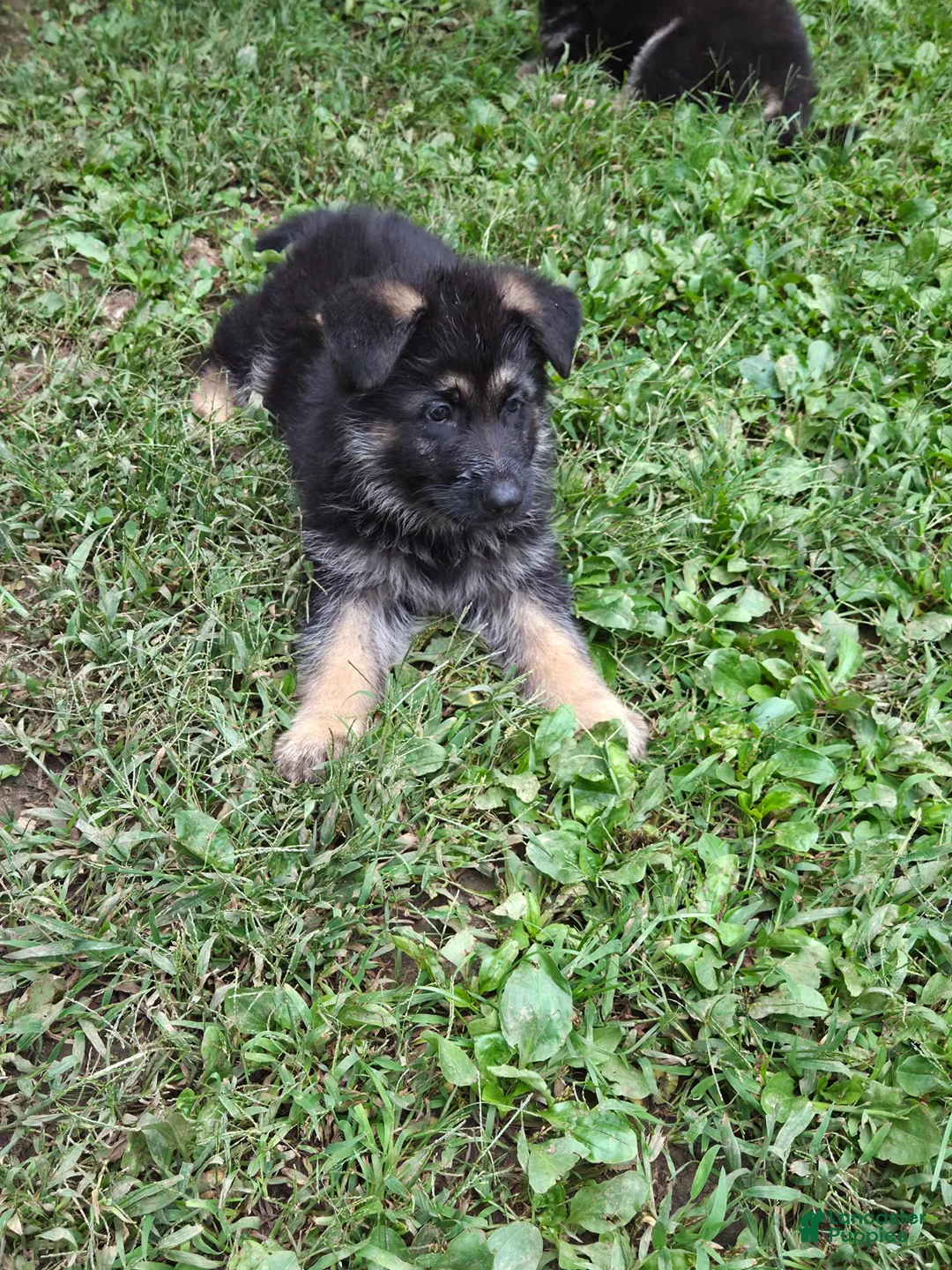 German Shepherd dogs for sale: German Shepherd 2 - Ad 1