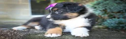 Mini Aussiedoodle dogs for sale: Larson🐾 - Ad 9